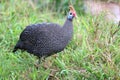 Guinea Fowl Bird