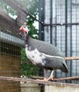 Guinea fowl Royalty Free Stock Photo