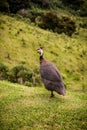 Guinea fowl or guinea fowl is a bird from the order of gallinacea, originally from Africa, free-ranging birds in the wild