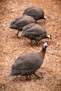 Guinea fowl or guinea fowl is a bird from the order of gallinacea, originally from Africa, free-ranging birds in the wild