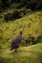 Guinea fowl or guinea fowl is a bird from the order of gallinacea, originally from Africa, free-ranging birds in the wild