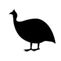 Guinea fowl bird, vector illustration,  side view, black silhouette Royalty Free Stock Photo