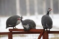 Guinea fowl birds Royalty Free Stock Photo