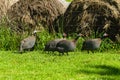 Guinea-fowl Birds