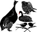 Guinea fowl birds Numiba. The figure shows a bird swan. falcon silhouettes on the white background. A titmouse isolated on a white Royalty Free Stock Photo