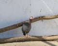 Guinea fowl in a cage. The content of guinea fowl on the home farm Royalty Free Stock Photo