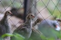 Guinea fowl chicks Royalty Free Stock Photo