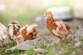 Guinea fowl chicks Royalty Free Stock Photo