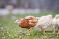 Guinea fowl chicks Royalty Free Stock Photo