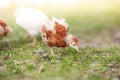 Guinea fowl chicks Royalty Free Stock Photo