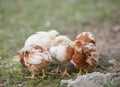 Guinea fowl chicks Royalty Free Stock Photo