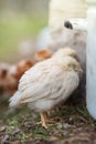 Guinea fowl chicks Royalty Free Stock Photo