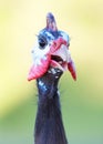 Guinea Fowl Closeup facing camera