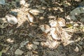 Guinea fowl day one chicks in the forest closeup