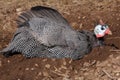 Guinea Fowl Dust Bath Ruffled Feathers