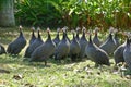 Guinea fowl