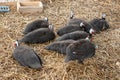 Guinea fowl farm. Helmeted guineafowl, Numida meleagris, big grey bird in the poultry yard