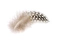 Guinea Fowl Feather Of Black And White Polka Dot. Isolated Picture.