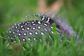 Guinea Fowl Feather Laying On Grass