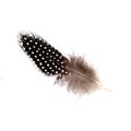 Guinea fowl feather Royalty Free Stock Photo