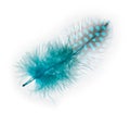 Guinea fowl feather turquoise on a white background