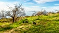 Guinea fowl feeding on a grassy field on Signal Hill Royalty Free Stock Photo