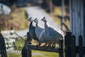 4 guinea fowl on the fence