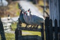 4 guinea fowl on the fence
