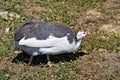 Guinea fowl on the grass