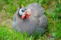 Guinea Fowl Royalty Free Stock Photo