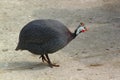 Guinea fowl hen Royalty Free Stock Photo