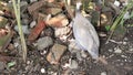 Guinea fowl with her keets in the backyard