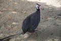 Guinea fowl on a home farm outdoors Royalty Free Stock Photo