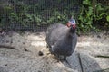 Guinea fowl on a home farm outdoors Royalty Free Stock Photo