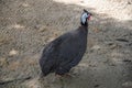 Guinea fowl on a home farm outdoors Royalty Free Stock Photo