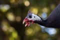 Guinea fowl isolated with blurred background Royalty Free Stock Photo