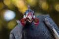Guinea fowl isolated with blurred background Royalty Free Stock Photo