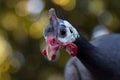 Guinea fowl isolated with blurred background Royalty Free Stock Photo