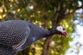 Guinea fowl isolated with blurred background Royalty Free Stock Photo