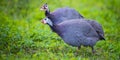 guinea fowl - Numida meleagris f. domestica in garden