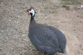 Guinea Fowl  Numididae Royalty Free Stock Photo