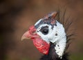 Guinea Fowl Portrait