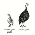 Guinea fowl with poult. Ink black and white doodle drawing