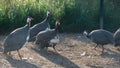 Guinea fowl, poultry yard with guinea fowls in the rays of the evening sun in summer Royalty Free Stock Photo