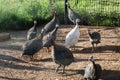 Guinea fowl, poultry yard with guinea fowls in the rays of the evening sun in summer Royalty Free Stock Photo