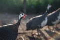 Guinea fowl in the poultry yard, in the summer at sunset, in the background, blurred silhouettes of birds Royalty Free Stock Photo