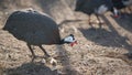 Guinea fowl in the poultry yard, in the summer at sunset, in the contour light Royalty Free Stock Photo