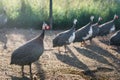 Guinea fowl in a poultry yard, in the summer at sunset, grass in the background behind the fence Royalty Free Stock Photo