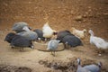 Guinea fowl, rooster and duck eating in farm.