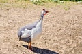 Guinea fowl in the sand